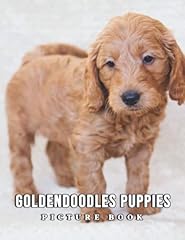 Picture goldendoodles puppies for sale  Delivered anywhere in USA 