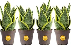 Costa farms snake for sale  Delivered anywhere in USA 