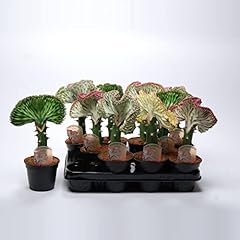 Coral cactus euphorbia for sale  Delivered anywhere in UK