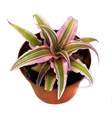 Cryptanthus bivittatus pink for sale  Delivered anywhere in USA 