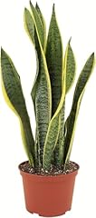 Shop succulents snake for sale  Delivered anywhere in USA 