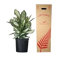Andersen farms dieffenbachia for sale  Delivered anywhere in USA 