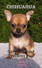 Chihuahua growing precious for sale  Delivered anywhere in UK