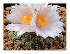 Ariocarpus kotschoubeyanus alb gebraucht kaufen  Wird an jeden Ort in Deutschland