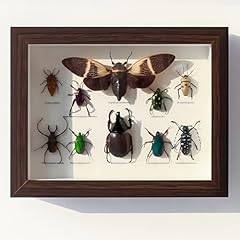 Mixed taxidermy bugs for sale  Delivered anywhere in UK