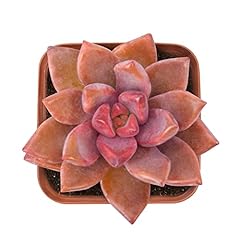 Inch succulents graptopetalum for sale  Delivered anywhere in USA 