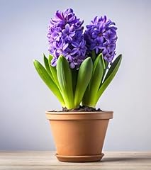 Pre chilled purple for sale  Delivered anywhere in USA 