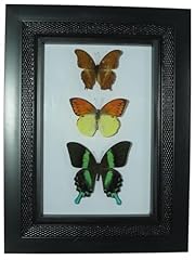 Brave wings taxidermy for sale  Delivered anywhere in UK