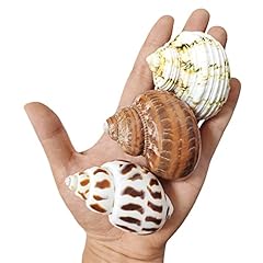 Pcs hermit crab for sale  Delivered anywhere in USA 