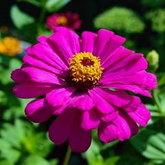Premier seeds direct for sale  Delivered anywhere in UK