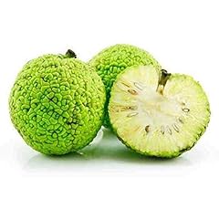 Osage orange 1000 for sale  Delivered anywhere in USA 