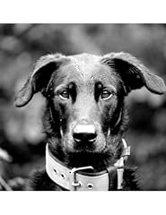 Beauceron composition book for sale  Delivered anywhere in UK