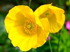 Mecanopsis cambrica welsh for sale  Delivered anywhere in UK