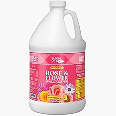 Bloom city rose for sale  Delivered anywhere in USA 