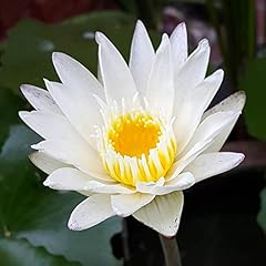 Planterest nymphaea colossea for sale  Delivered anywhere in USA 
