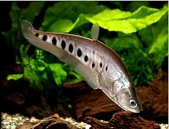 Stillwateraquaria clown knifef for sale  Delivered anywhere in USA 