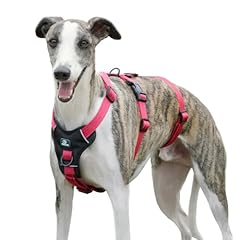 chiots whippet d'occasion chiots whippet d'occasion Livré partout en France