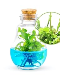 Venus fly trap for sale  Delivered anywhere in USA 