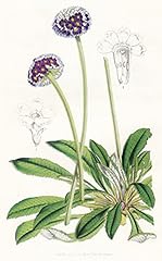 Primula capitata south gebraucht kaufen  Wird an jeden Ort in Deutschland