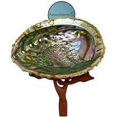 Nessastores abalone shell for sale  Delivered anywhere in UK