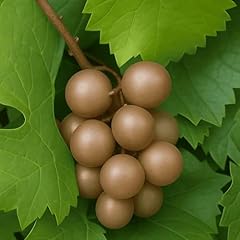 Carlos muscadine grape for sale  Delivered anywhere in USA 