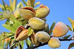 Almond tree seeds for sale  Delivered anywhere in USA 
