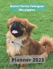 Boston terrier pekingese for sale  Delivered anywhere in USA 