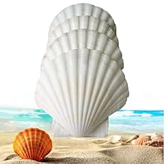 21pcs large scallop for sale  Delivered anywhere in USA 