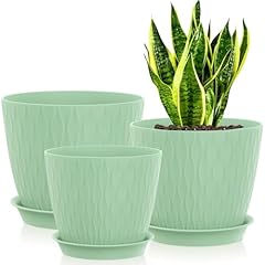 Zople inch plant for sale  Delivered anywhere in USA 
