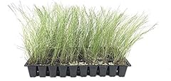 Pink muhly grass for sale  Delivered anywhere in USA 