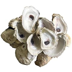Shell connection oyster for sale  Delivered anywhere in USA 