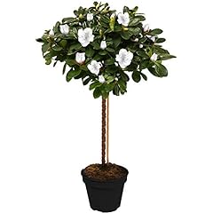 Azalea japonica tree for sale  Delivered anywhere in UK