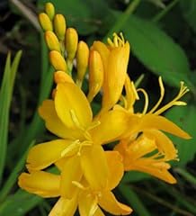 Spectacular yellow crocosmia for sale  Delivered anywhere in USA 