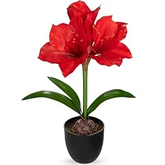 Briful red amaryllis for sale  Delivered anywhere in USA 