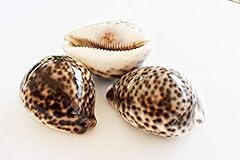 Select tiger cowrie for sale  Delivered anywhere in USA 