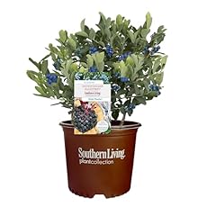 Gallon southern living for sale  Delivered anywhere in USA 