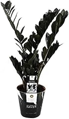 Zamioculcas raven schwarze gebraucht kaufen  Wird an jeden Ort in Deutschland