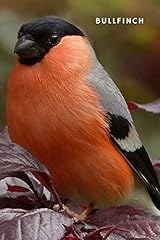 Bullfinch for sale  Delivered anywhere in UK