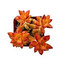 Live succulent sedum for sale  Delivered anywhere in USA 