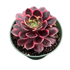 Rare succulent aeonium for sale  Delivered anywhere in USA 