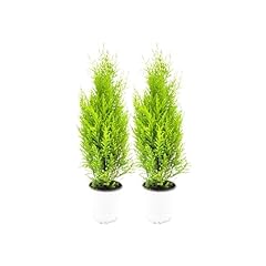 Live dwarf lemon for sale  Delivered anywhere in USA 