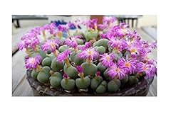 Pcs 10x conophytum for sale  Delivered anywhere in UK