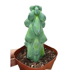 Boobie cactus live for sale  Delivered anywhere in USA 