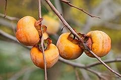 Seeds date plum for sale  Delivered anywhere in USA 