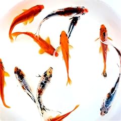 Toledo goldfish live for sale  Delivered anywhere in USA 