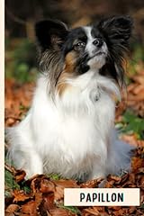 Papillon perfect papillon for sale  Delivered anywhere in UK