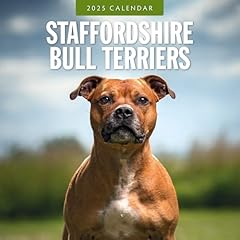 Staffordshire bull terriers for sale  Delivered anywhere in UK