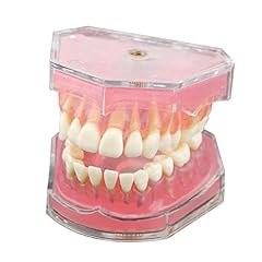 Dentalmall dental demonstratio for sale  Delivered anywhere in USA 
