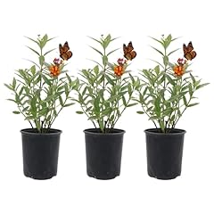 American plant milkweed for sale  Delivered anywhere in USA 