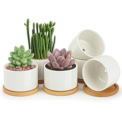 Zoutog ceramic succulent for sale  Delivered anywhere in USA 